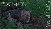 From-Of Here | Kazıyan Wombat