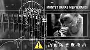 Monyet'de Yazar Allegedly