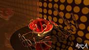 Nikah Üzüyün | You Called That A Wedding Ring