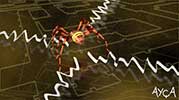 Boru Tamir | St Andrew's Cross Spider