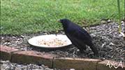 Gözleme | Magpie Stalker