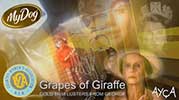 Çöp Zibil Şoför | Grapes of Giraffe