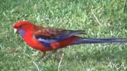 Uçan Sıçovul Fareler | ұшатын боқ егеуқұйрық | Crimson & Rainbow Pigeons