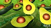 Giđiyor {Depardieu | Lebanese Avocados